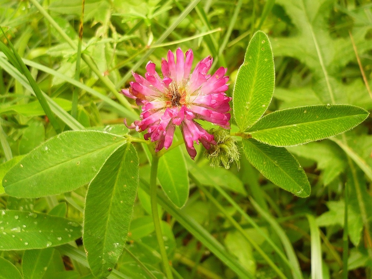Trifolium medium subsp. medium (Fabaceae)